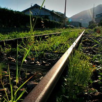 雑草が生い茂る住宅地の廃線の線路の写真