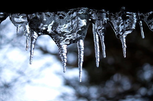 枝から垂れ下がる透明な冬のつらら
