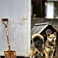 犬小屋の前に立つ赤い首輪の番犬わんこの写真