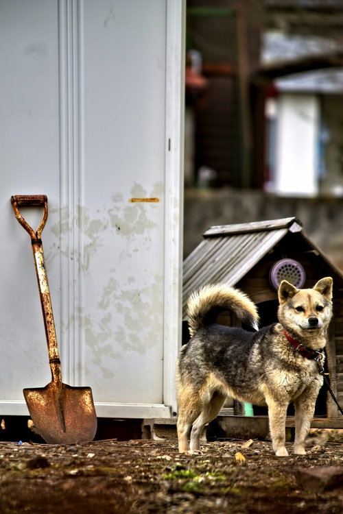 犬小屋の前に立つ赤い首輪の番犬わんこ