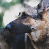 遠い目をしたジャーマン・シェパードの横顔の写真