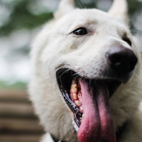 舌を出してあえぐホワイト・シェパードの横顔の写真