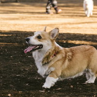 お散歩中のウェルシュ・コーギー・ペンブローク、舌を出して歩く犬の写真