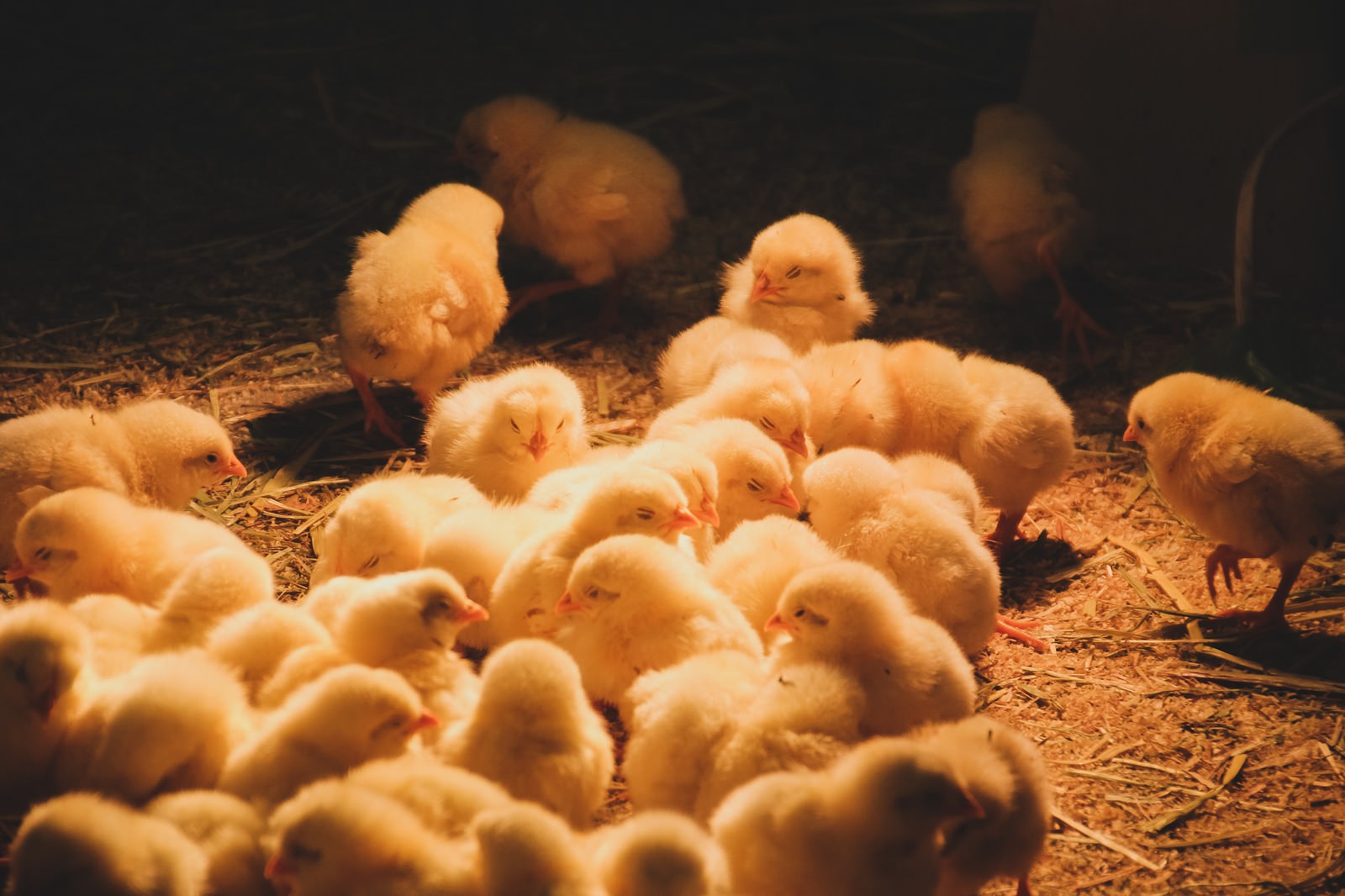 黄色いひよこが地面に集まり、奥に茶色い親鶏がいる