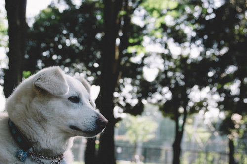 飼い主がなかなか戻ってこない中、庭で待つ忠犬