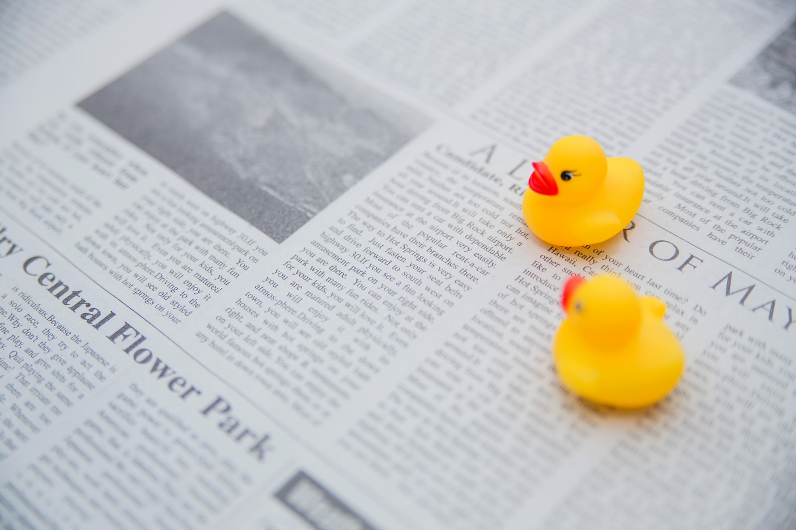 英文の新聞紙の上に並ぶ2つのアヒルのおもちゃ