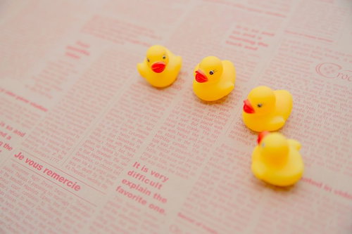 英文の新聞の上に並ぶあひるちゃん