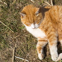 暖かい日差しの中で目を細めて日向ぼっこするネコの写真