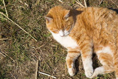 暖かい日差しの中で目を細めて日向ぼっこするネコ