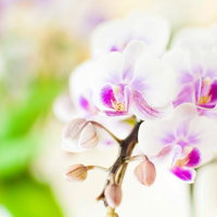 胡蝶蘭の花と蕾（白・春）の写真