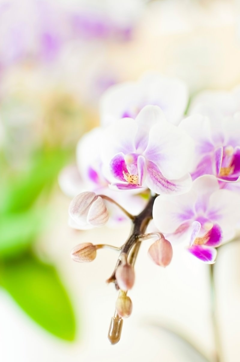白い胡蝶蘭の花と蕾が一本の茎に並ぶ