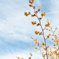 細い花びらが縮れて黄色く咲くマンサクの春の花の写真
