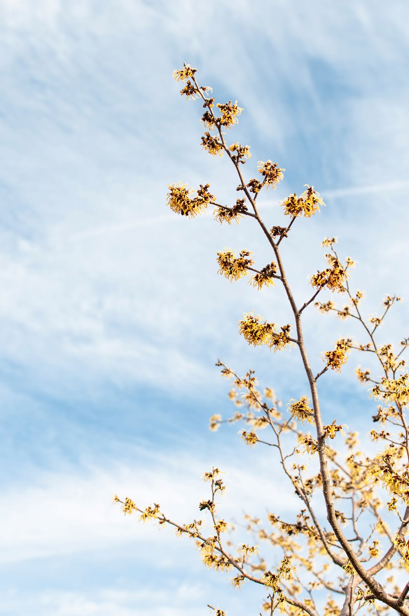 黄色く咲くマンサクの花