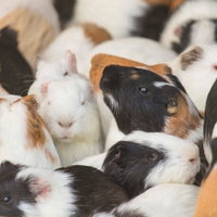 集まってひとかたまりに固まる複数のモルモットの群れの写真