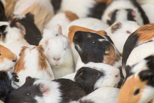 集まってひとかたまりに固まる複数のモルモットの群れ