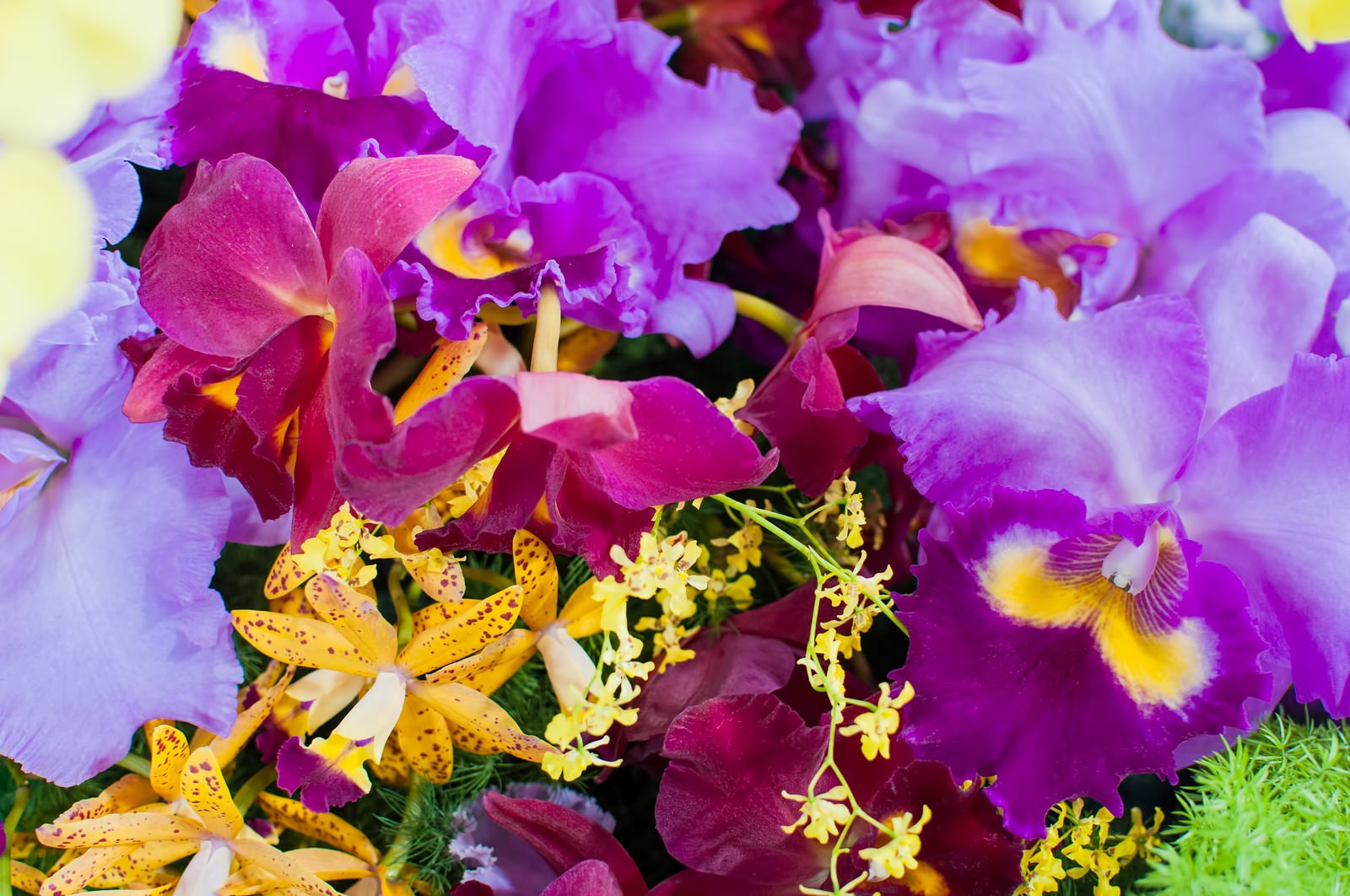 カラフルな蘭が画面いっぱいに咲いている