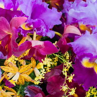 蘭のテクスチャー（カラフル）の写真