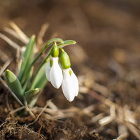 緑の葉の間から白い花びらを垂らすスノードロップの早春の花の写真
