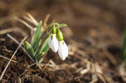 緑の葉の間から白い花びらを垂らすスノードロップの早春の花
