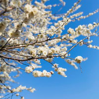 枝に小さな花が咲き始めた梅の木と青空の風景の写真