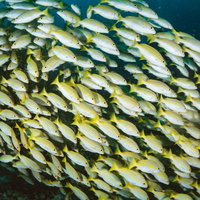 水中で密集して泳ぐベンガルスナッパーの群れの写真