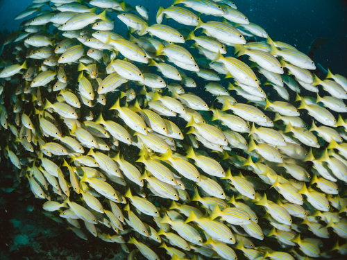水中で密集して泳ぐベンガルスナッパーの群れ
