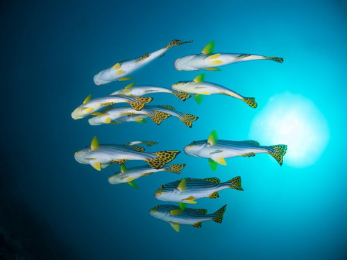 海中を泳ぐムスジコショウダイの群れを下から見上げた光景