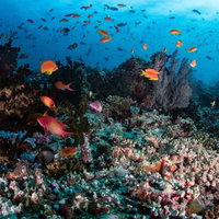 海中に群れをなすキンギョハナダイとサンゴ礁の写真