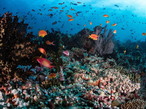 海中に群れをなすキンギョハナダイとサンゴ礁