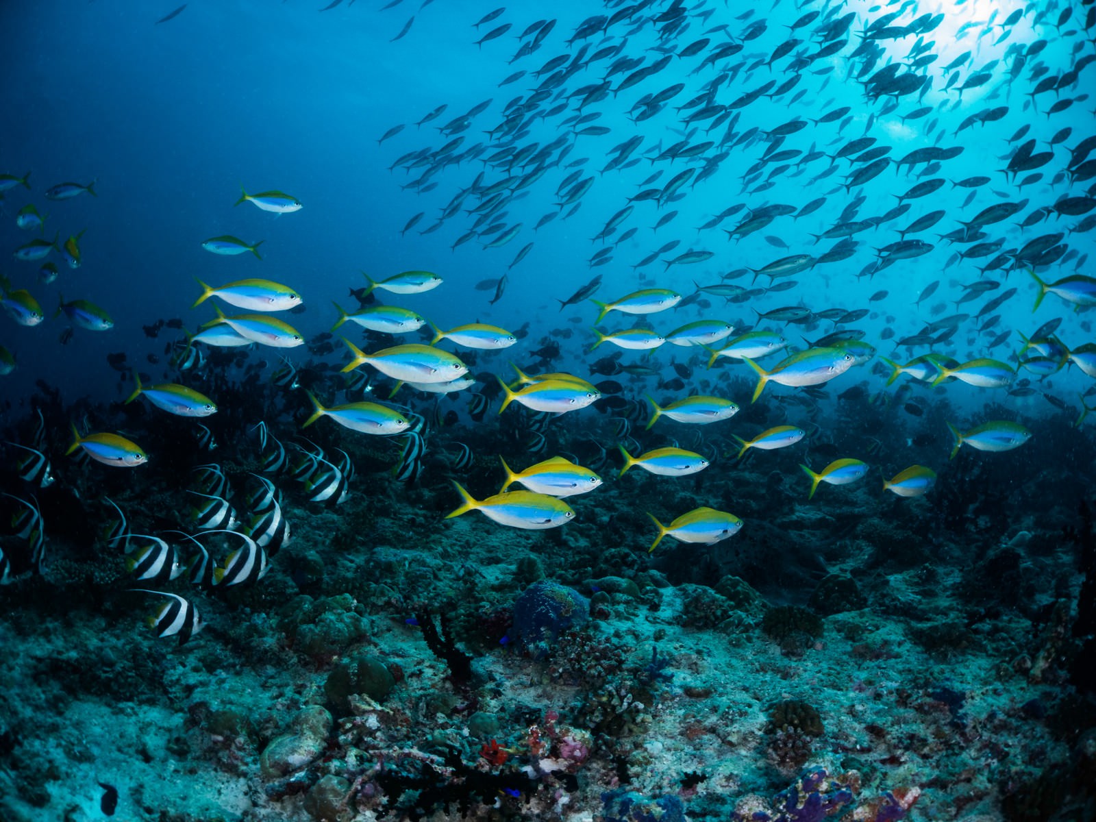 青い海中を泳ぐイエローバックフュージラーとムレハタタテダイの魚群