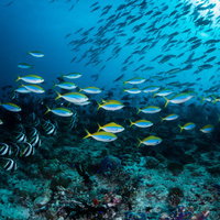 青い海中で群れをなすイエローバックフュージラーとムレハタタテダイの写真