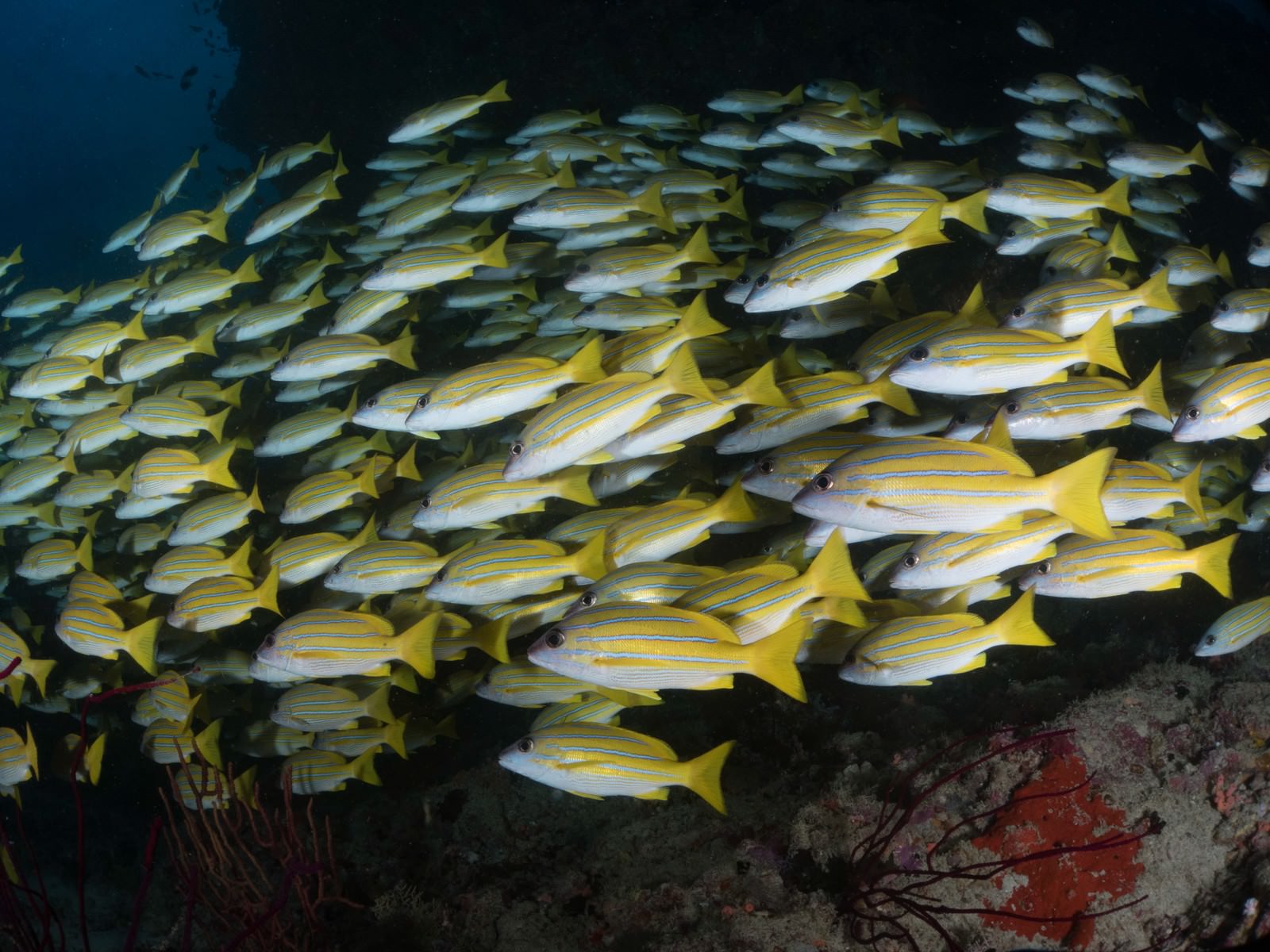 海中で群れをなして泳ぐヨスジフエダイの写真