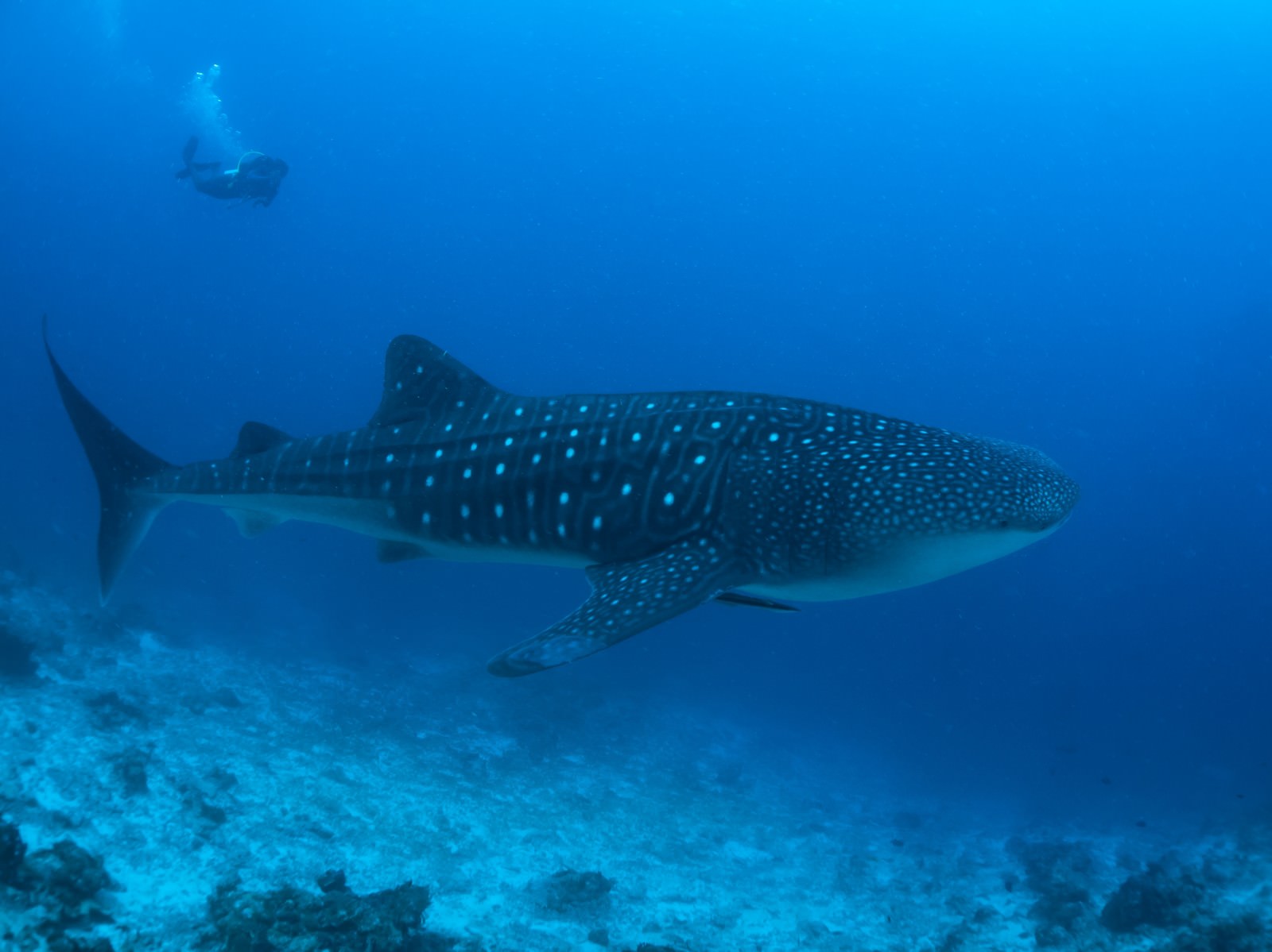 深い青色の海中を泳ぐ白い斑点模様のジンベイザメとその近くで撮影するダイバー