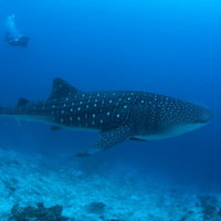 海中を泳ぐジンベイザメとダイビング中のカメラマンの写真