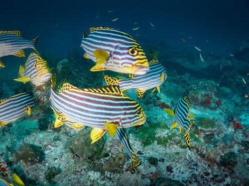 海中を泳ぐムスジコショウダイのアップ