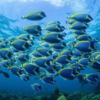 海中の群生パウダーブルーサージョンフィッシュの玉の写真