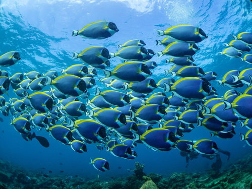 海中の群生パウダーブルーサージョンフィッシュの玉
