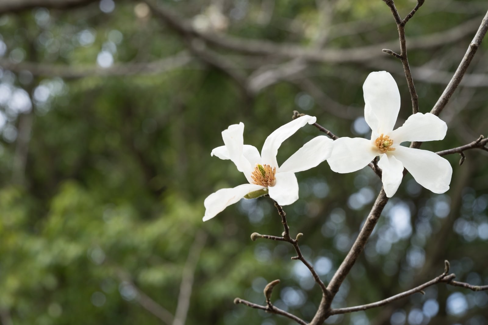 春に咲くコブシの白い花と蕾