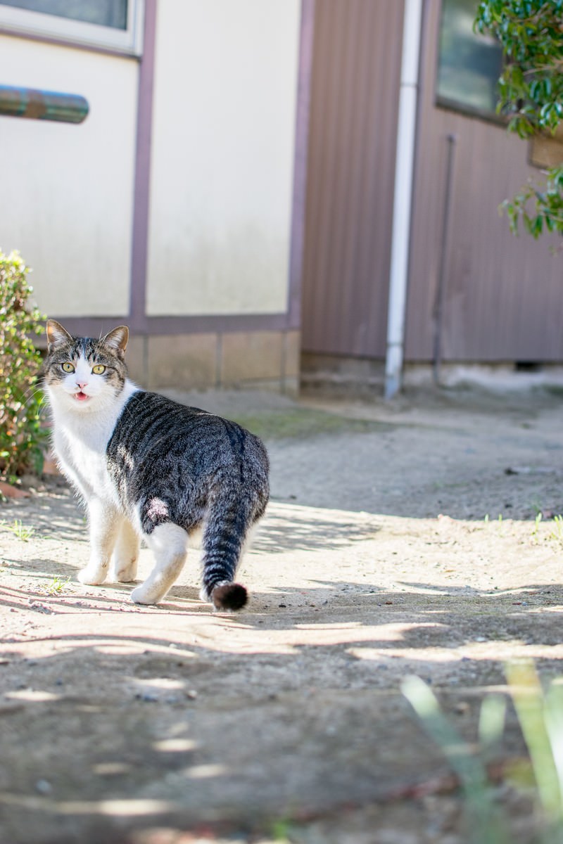 石畳の上で振り返るグレーと白の猫