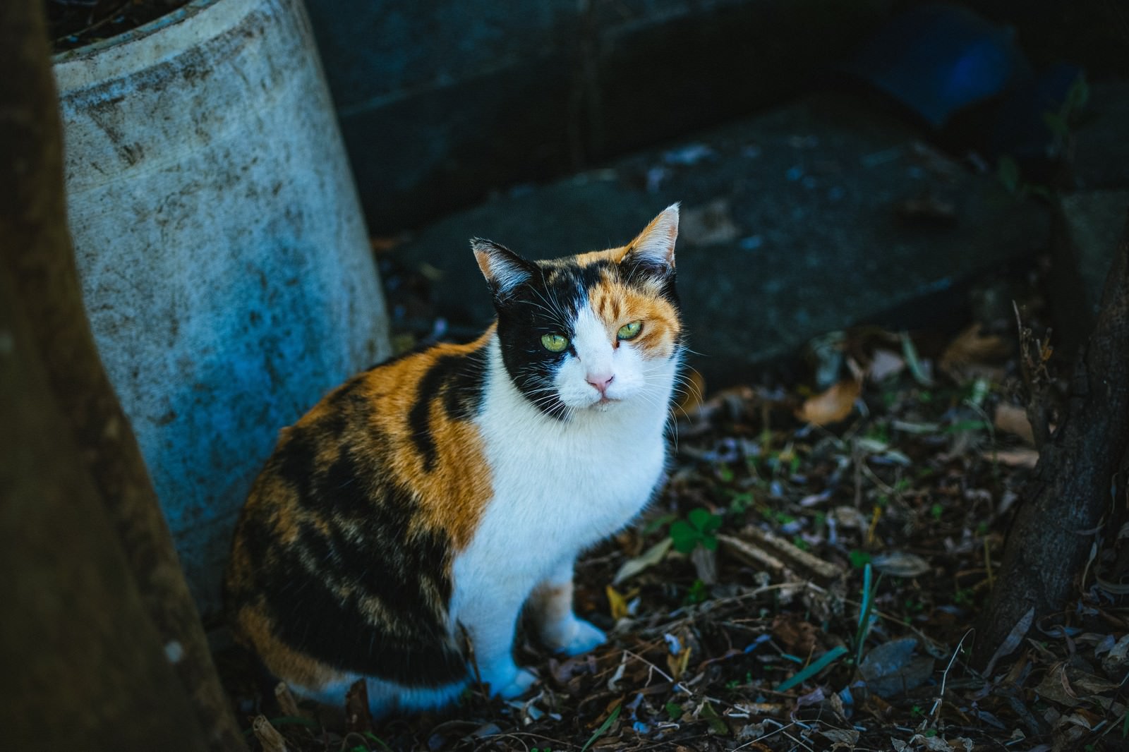 薄暗い屋外でお座りしてカメラを見つめる三毛猫