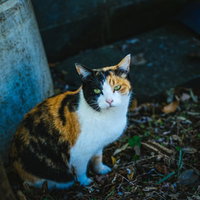 お座りして薄暗い屋外でこちらを見つめる三毛猫の写真