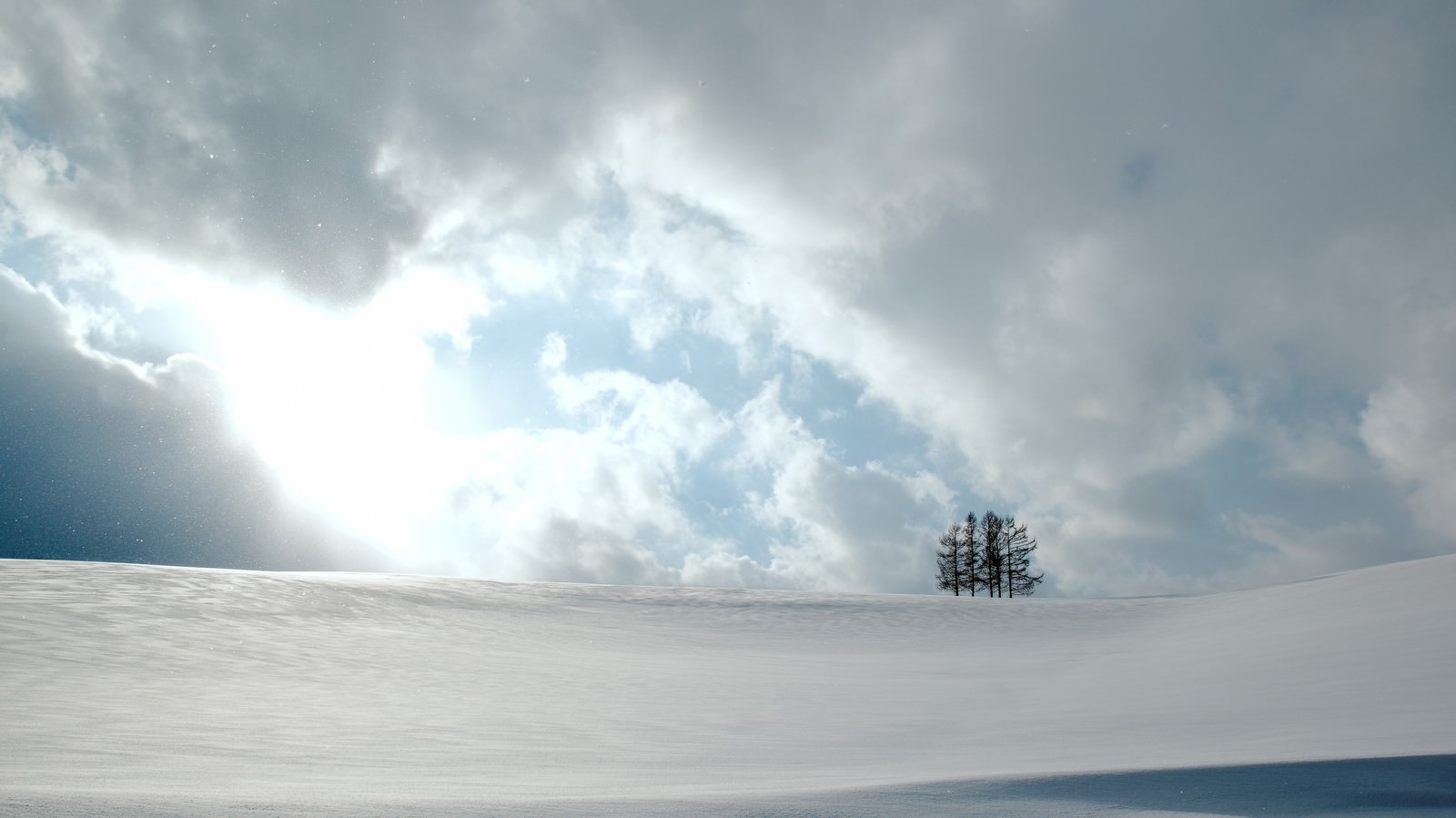 雪原にぽつんと立つ5本の木