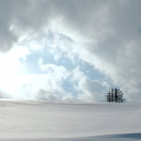 白い雪原の中にぽつんと5本の木が立つ北海道の冬景色の写真