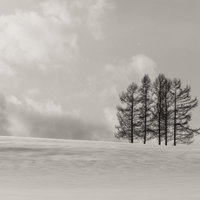 雪原から5本の木がまっすぐに生える北海道美瑛の冬の丘の写真