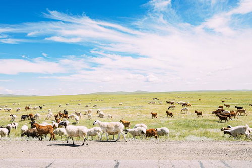 モンゴル大草原と羊の群れ