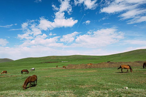 モンゴルの広大な草原で草を食む馬たち
