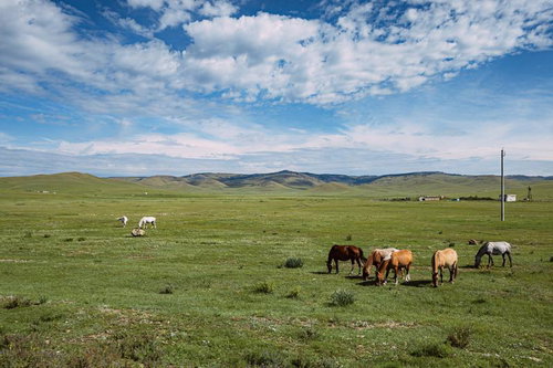 広大なモンゴルの草原に広がる馬たちの姿