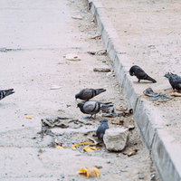 静かな街の片隅で餌をついばむ鳩たちの群れの写真