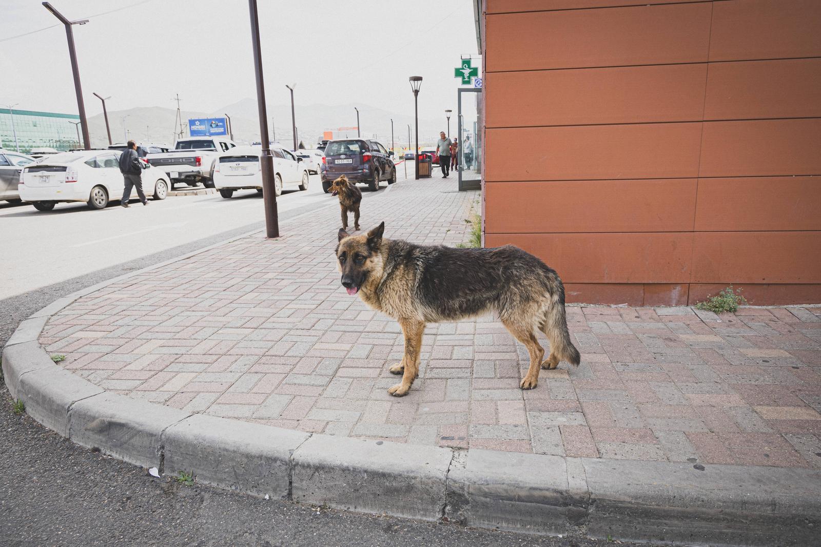 駐車場の舗装道路に立つモンゴルの野良犬、背景に駐車車両と建物
