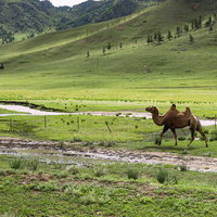 モンゴルの広大な草原を歩くラクダと雪解けの川、山並みの写真